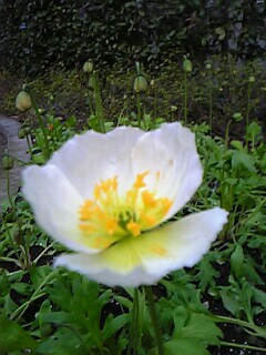 c0037701_12222346.jpg