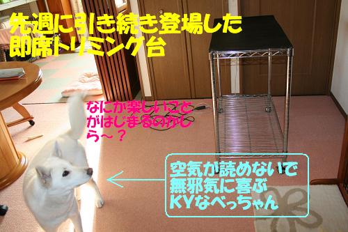 べっちゃんのシャンプーとモカ姉さんのヤキモチ もももの部屋 怖がりゆえに攻撃的な秋田犬のタイガ 老犬雑種のベスの共同生活 保護活動の記録です 時々お空のモカも登場 べっちゃんのシャンプーとモカ姉さんのヤキモチ もももの部屋 怖がりゆえに攻撃的な秋田犬のタイガ 老犬雑種のベスの共同生活 保護活動の記録です 時々お空のモカも登場