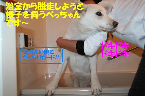 べっちゃんのシャンプーとモカ姉さんのヤキモチ もももの部屋 怖がりゆえに攻撃的な秋田犬のタイガ 老犬雑種のベスの共同生活 保護活動の記録です 時々お空のモカも登場 べっちゃんのシャンプーとモカ姉さんのヤキモチ もももの部屋 怖がりゆえに攻撃的な秋田犬のタイガ 老犬雑種のベスの共同生活 保護活動の記録です 時々お空のモカも登場