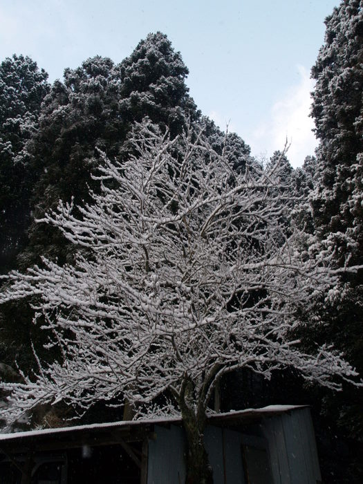 青空が見える雪景色_c0116915_20374831.jpg