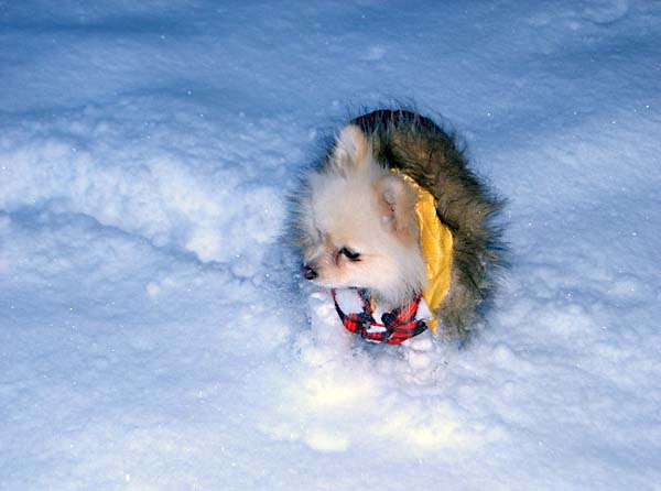 実録！厳冬のぼうず山パトロール犬　その２_b0118416_226167.jpg