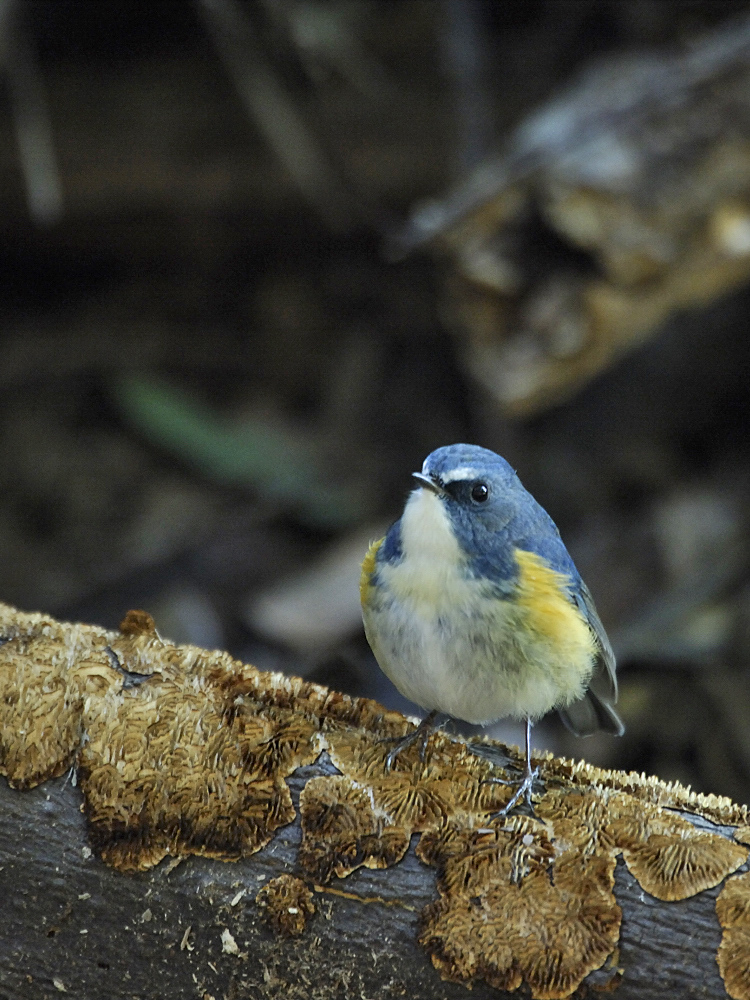 青い鳥を求めて_c0018118_1649152.jpg