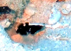 a0043520_7424958.jpg