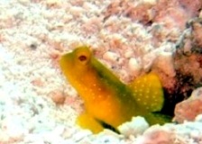 a0043520_7445051.jpg