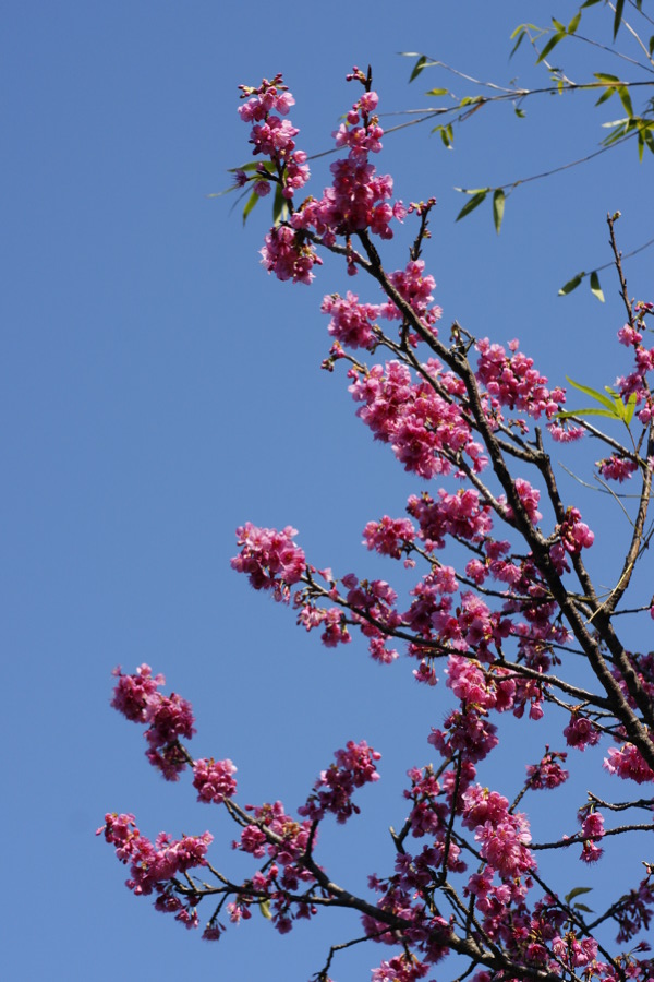 花見猫_b0060239_22261412.jpg
