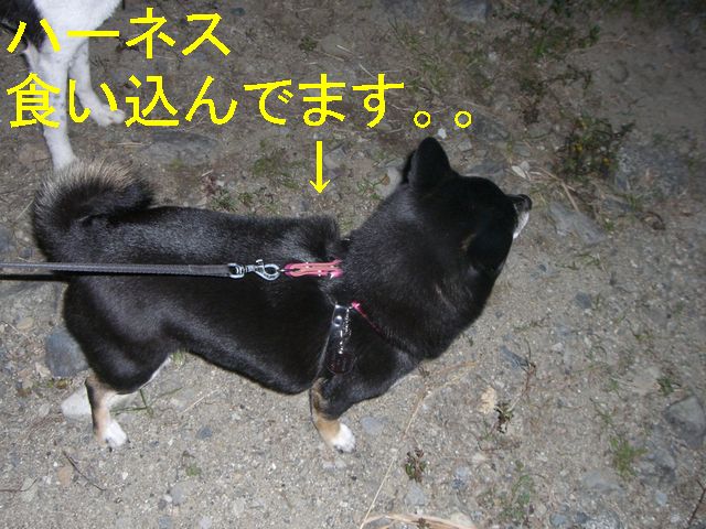 f0053952_13354839.jpg