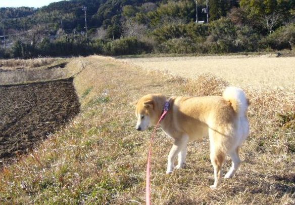 1月25日(金)今日も寒いのよ~!_f0060461_18511720.jpg