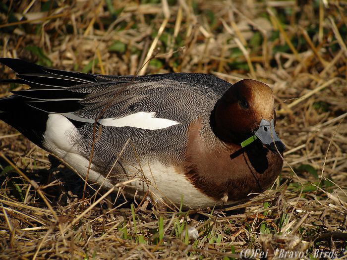 ヒドリガモ　　European Wigeon/ Anas penelope_b0069564_2339551.jpg