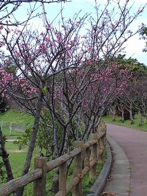 近くの公園に、桜が咲いたよ♪_c0139375_1648038.jpg