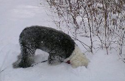 雪・雪・雪！_c0078578_14524641.jpg