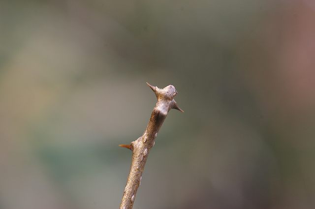 e0070891_18392783.jpg