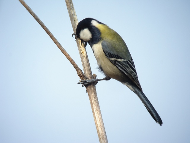 地元の子　虫を食べていたらしい　シジュウカラ_c0079001_21401397.jpg