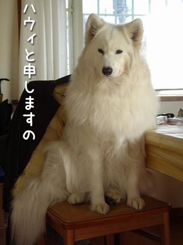 クローカ兄妹5歳になりました サモエド クローカのお気楽日記 クローカ兄妹5歳になりました サモエド クローカのお気楽日記