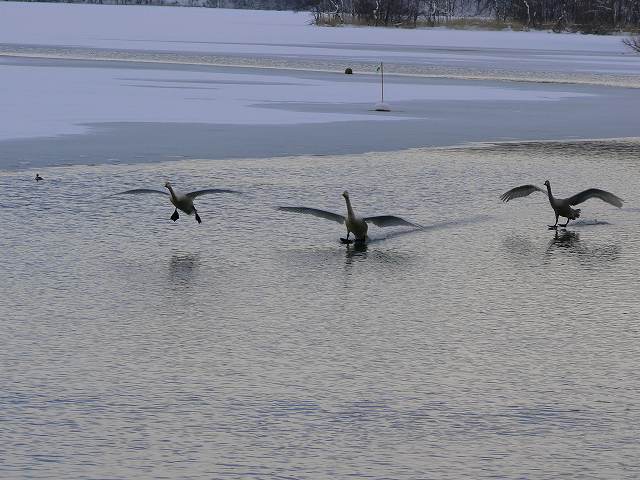 大沼に白鳥が次々と飛来_f0124144_20105050.jpg