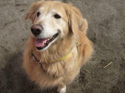 b0071654_13233475.gif