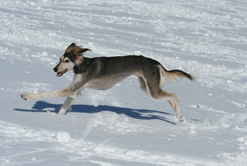 雪のＲＵＮ♪_a0018671_17283826.jpg