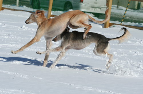 雪のＲＵＮ♪_a0018671_17325132.jpg