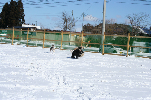 雪のＲＵＮ♪_a0018671_17524417.jpg