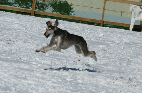 雪のＲＵＮ♪_a0018671_184337.jpg