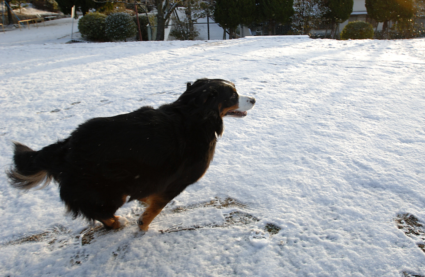 中途半端な雪２_f0145674_0104379.jpg