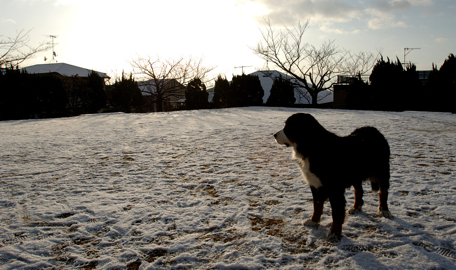 中途半端な雪２_f0145674_08245.jpg