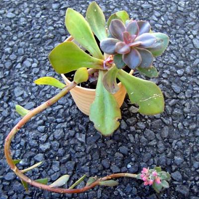 多肉植物 執念の花筏 健気に育つ植物たち