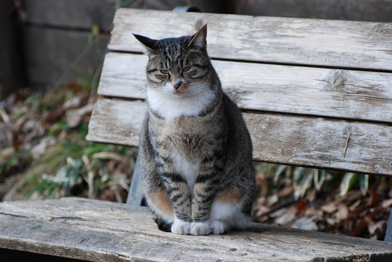 お行儀の良いネコ 公園のねこ