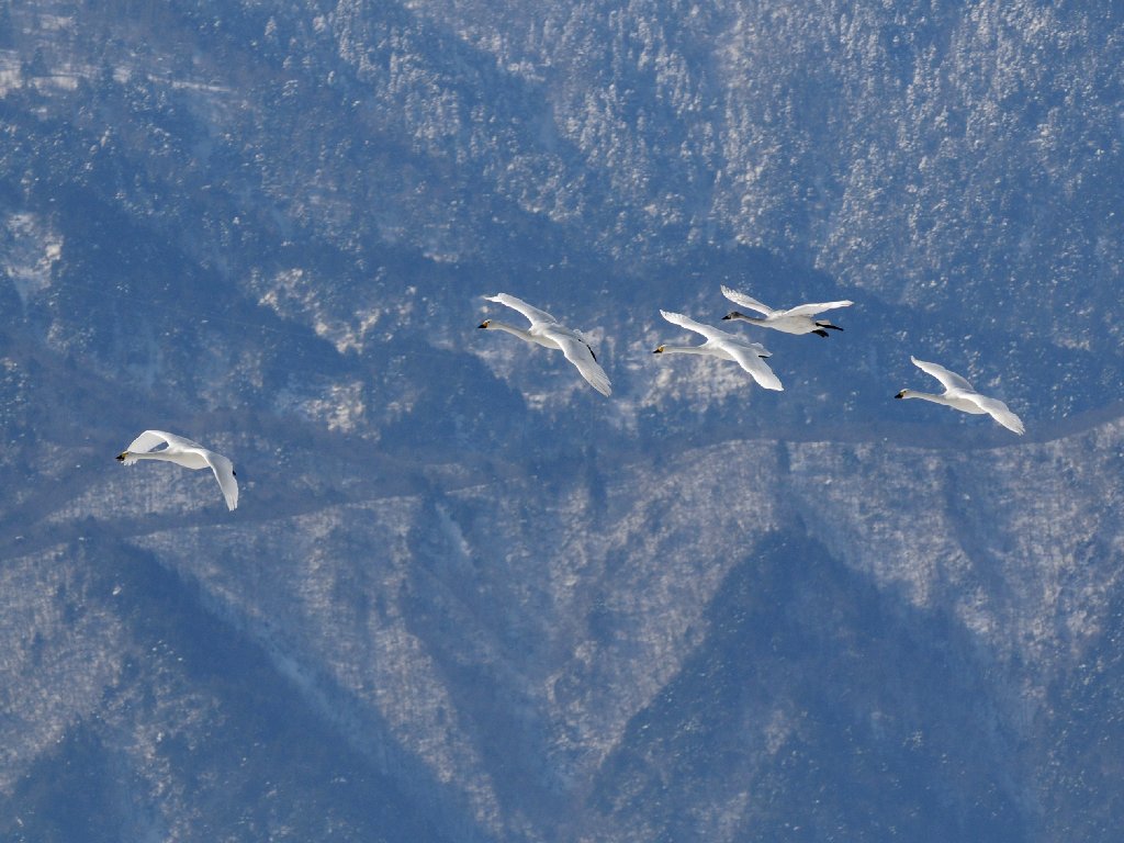 雪山を背景に舞う_e0103903_19124822.jpg