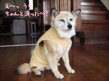 卯月のニューファッション_f0064906_22422044.jpg