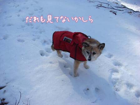 卯月のニューファッション_f0064906_2249030.jpg