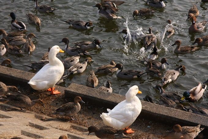 白鳥の湖で見たもの_b0115415_22542686.jpg