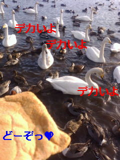 f0126418_11383313.jpg