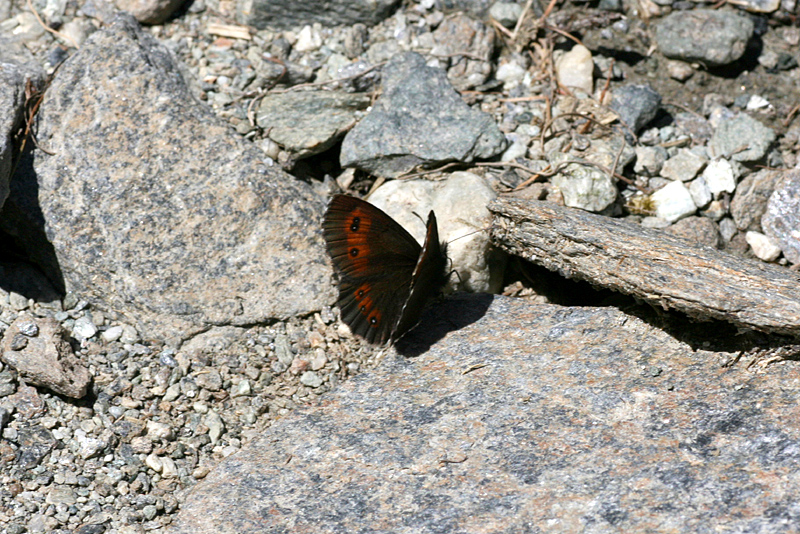 d0054625_22484178.jpg