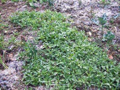 f0142733_20103639.jpg