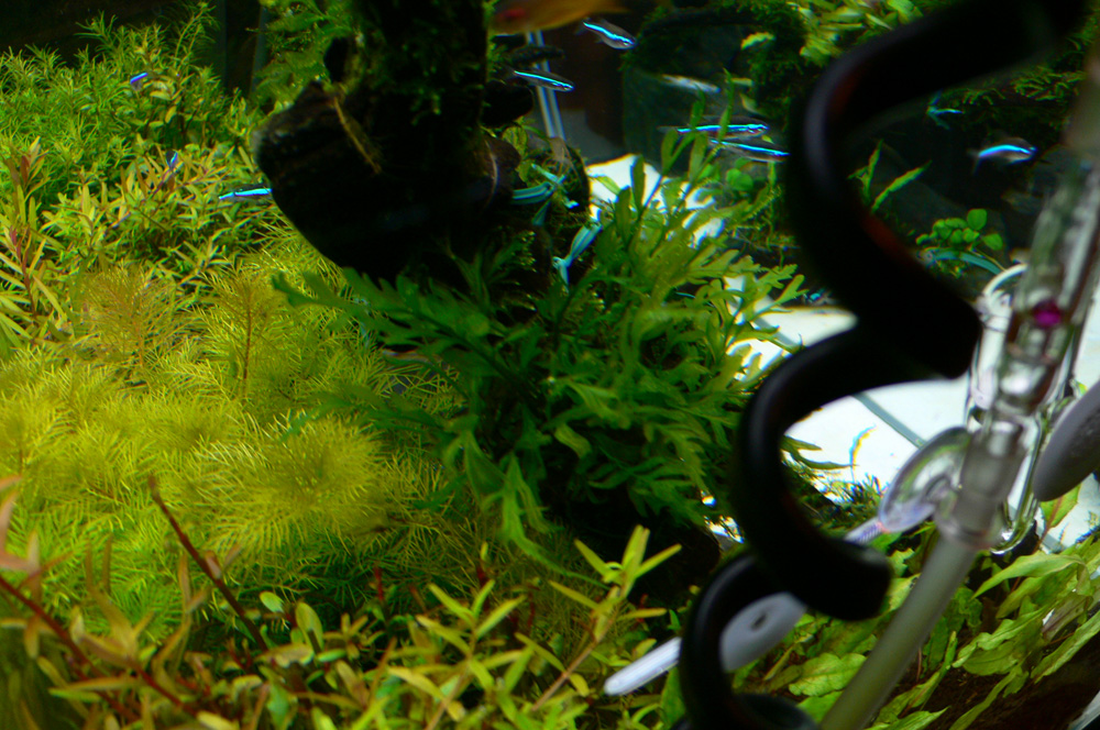 d0042049_20335898.jpg