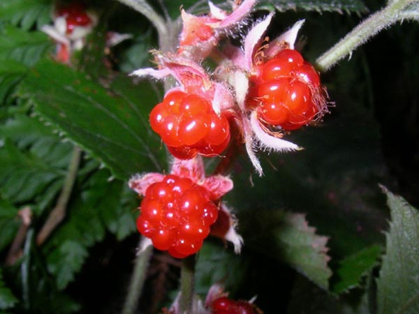 c0045352_1572159.jpg