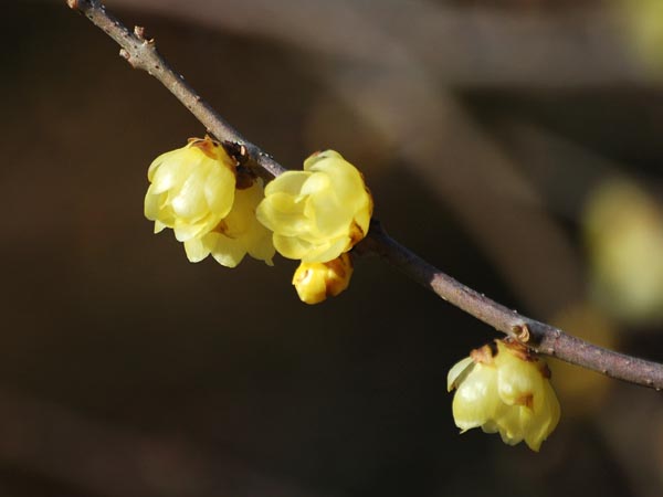 c0045352_15749.jpg