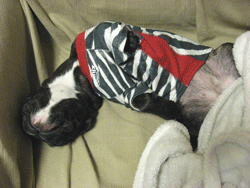 a0103357_9557100.gif