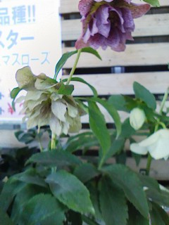 b0097482_1243364.jpg
