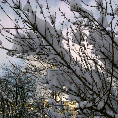 どか雪、振りました_f0003598_2331874.jpg