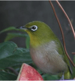 c0131907_21391988.gif