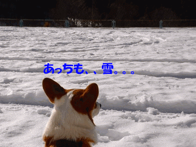 c0153410_13304432.gif