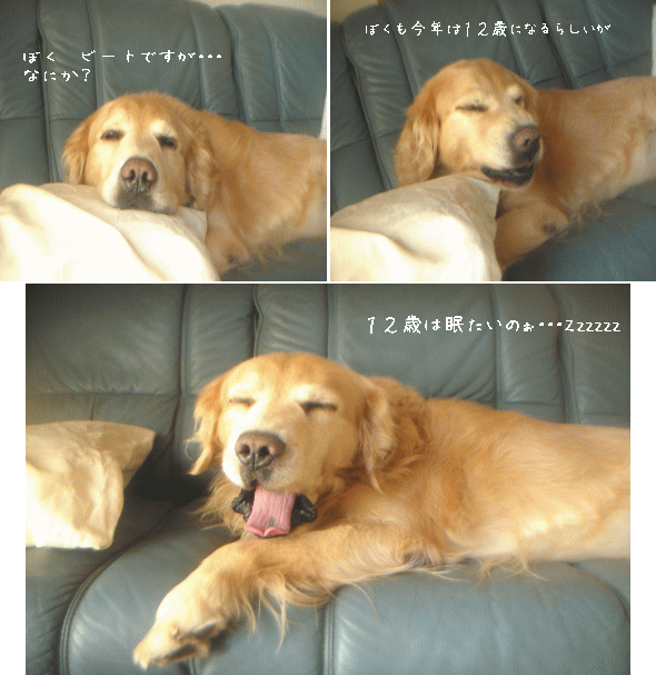 c0017311_1455992.gif