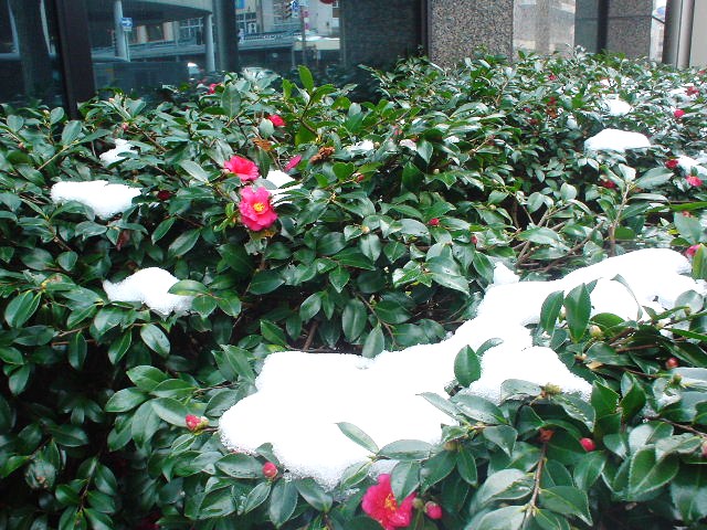 新潟市内の雪は・・・_d0039111_10125153.jpg