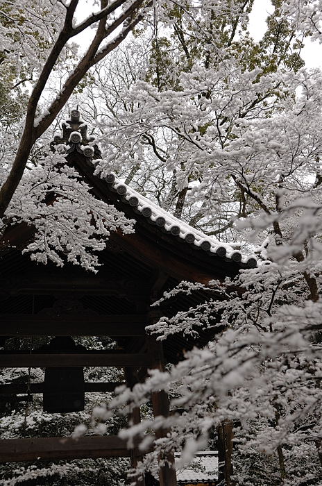 予想外の雪模様　金閣寺編その二_f0032011_1950784.jpg