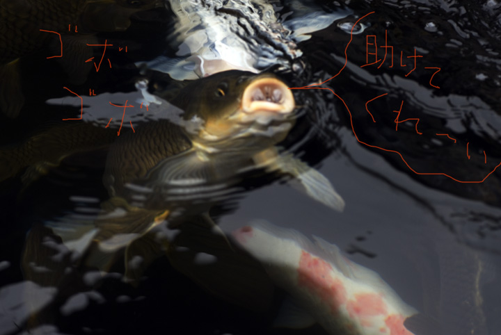 Ko　♥　i_e0127416_0362018.jpg