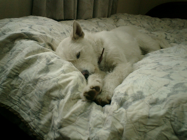 c0123029_094738.jpg