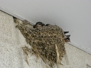 swallows_d0146737_13245364.jpg