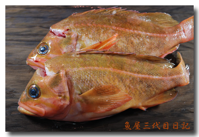柳の舞 柳舞 ヤナギノマイ 格好良い名前の魚ですよね 魚屋三代目日記