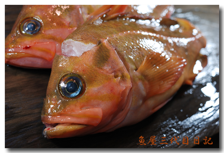 柳の舞 柳舞 ヤナギノマイ 格好良い名前の魚ですよね 魚屋三代目日記